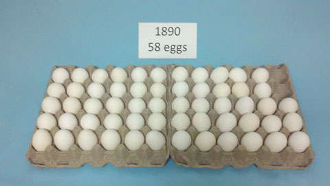Eggs 1890